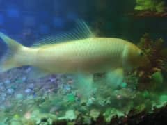 aquarium fish 6 inch