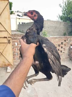 Thai black eyes Hen