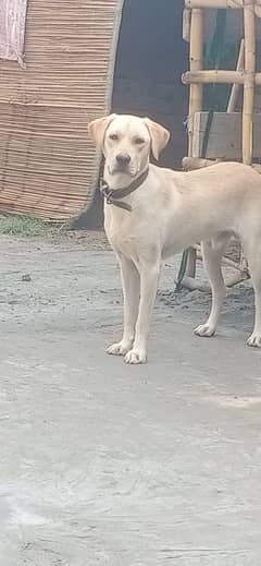 Labrador male dog, 0328/2741/877