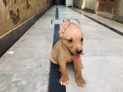 Labrador Retriver Puppy For sale