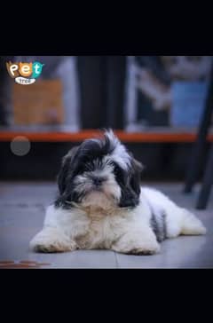 shihtzu