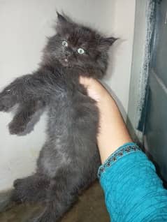 Persian Kittens for sale