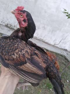 asil murgi ready for breeding