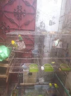 Australia, cocktail, Love bird and exzibetion parrot with all cages