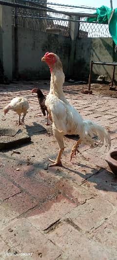 Ring Bird shamoo white or menawali Lakhi female ka chick for sale