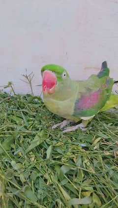 paired Raw parrots with cage for sale 0