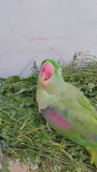 paired Raw parrots with cage for sale 1