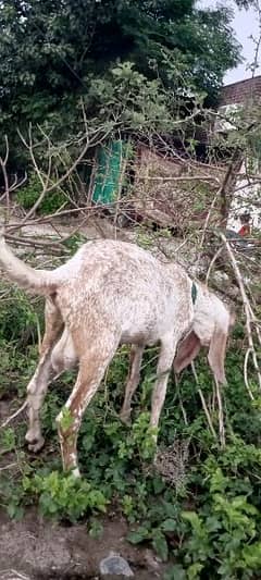 Makkhi Cheena jori + Desi Paidu