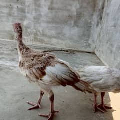 turkey birds chicks