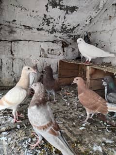 Pigeons urgent sale