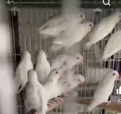 30 pc Albino split or Blacks Deal All for 3500, 03053076676