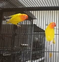 lutino breeder pair