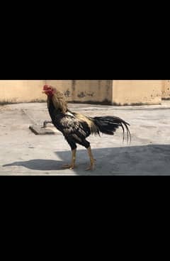 Aseel rooster java breed