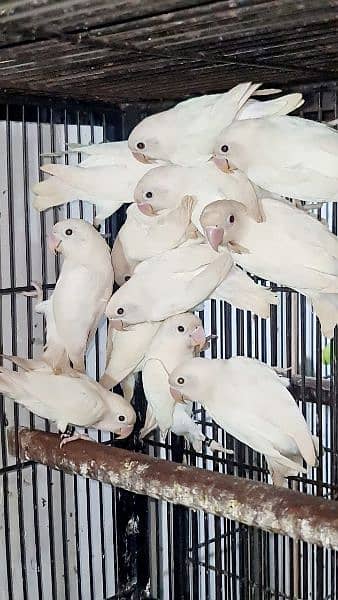 Albino Toba Tek Singh cargo available 0