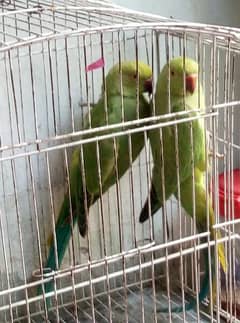 green parrot for sale ring neck 0