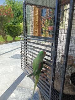 raw ringneck parrot urgent sale no 03401992000