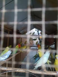 Budgie Colony for sale