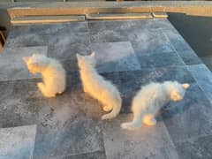 Persian Kittens