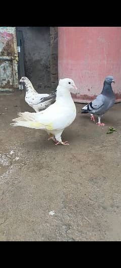 4 pigeon for Sale Rawalpindi Taxila Wahcanttt