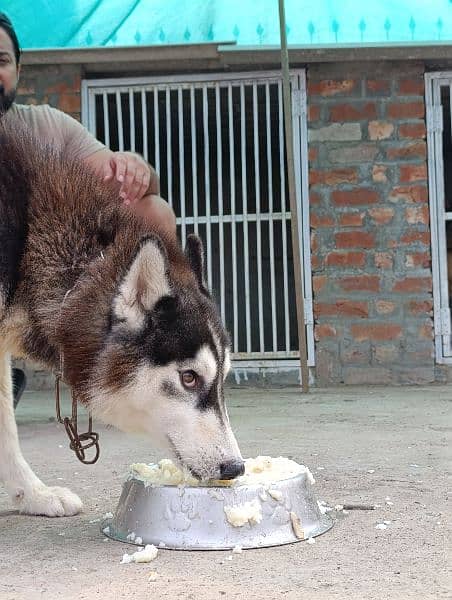 siberian husky 8 months female for sale 2