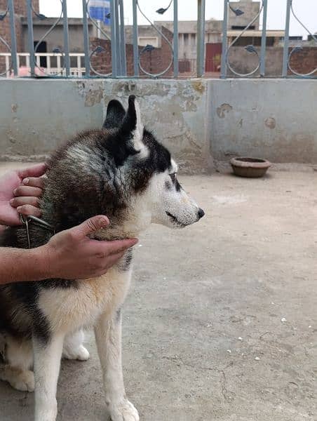 siberian husky 8 months female for sale 3