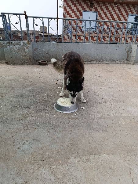 siberian husky 8 months female for sale 4