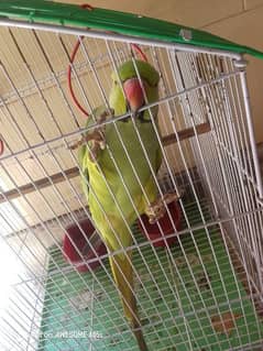 African Grey parrot