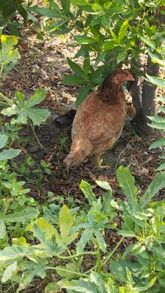 3 Adad desi murghian with 3 chicks