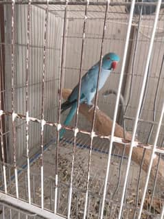 breader male for sale