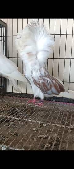 breeder pair ring bird