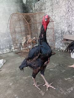 Black O Shamo / Aseel Shamo / O shamo / Shamo Hen / Shamo for sale