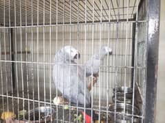 gray parrot age approx 5 year +