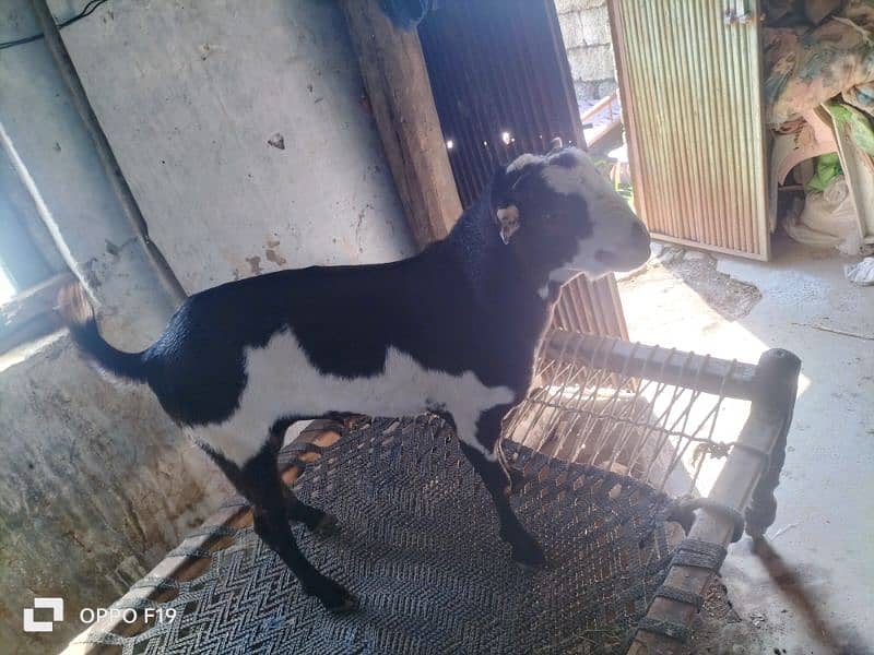 pure tedi nasal Bakra for sale 5