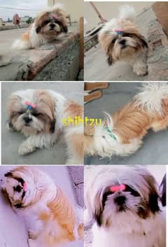 Shih Tzu Male for sale