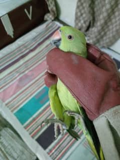 Green parrot