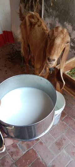 barbani Goat with daily 1kg milk