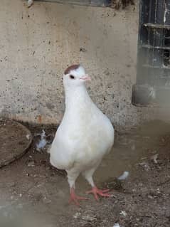 fancy pigeons for sale