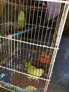 talking breader pair green parrot