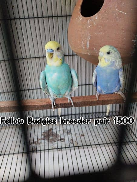 Rump opaline male/Hand tame Cockatiel / Fellow pair. 9