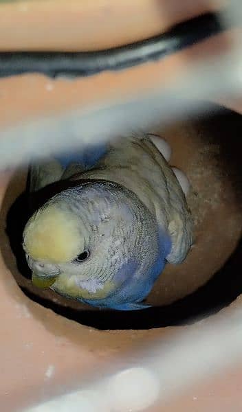 Rump opaline male/Hand tame Cockatiel / Fellow pair. 13