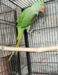 raw parrot peur kashmiri adult male for sell available