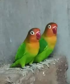 lovebird