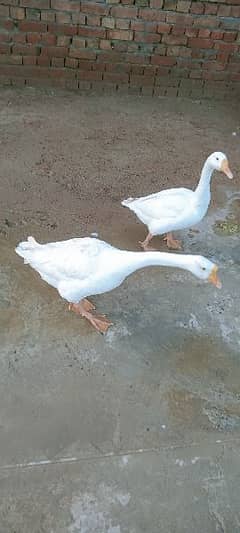 Bari Ducks pair white colour