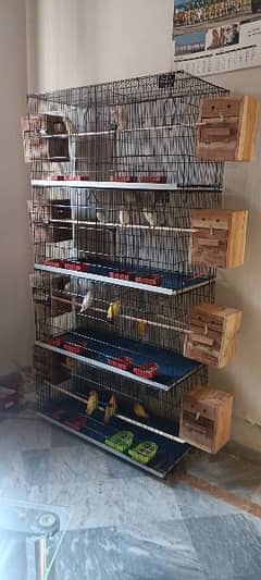 love birds all are breeder pair complete setup