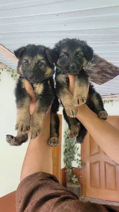 German shepherd . Long coat . puppies