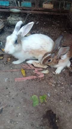 2 male 1 female for sale female 2nd bread ka Lia ready ha