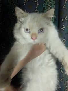 Blue eye Kitten (Persian)