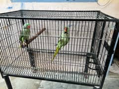 raw parrot with breeding cage