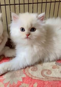 Persian Kittens / blue eyes/Kittens for sale / Persian Cats