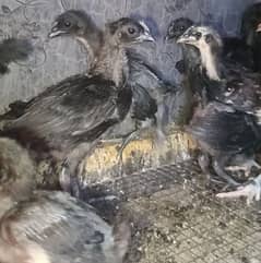 Ayam Cemani & Austrolorp breeders Chicks &eggs available